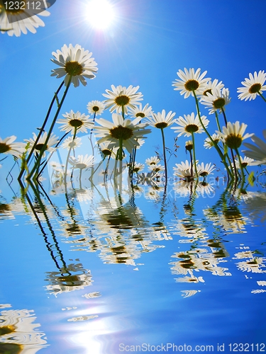 Image of daisy flower