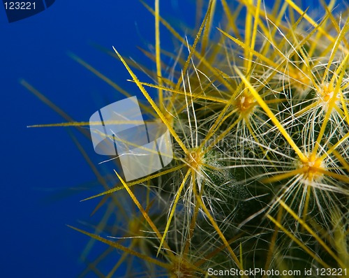 Image of Cactus Macro