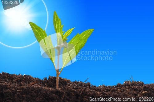 Image of young plant