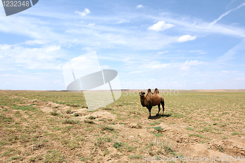 Image of Camel in the Gobi desert