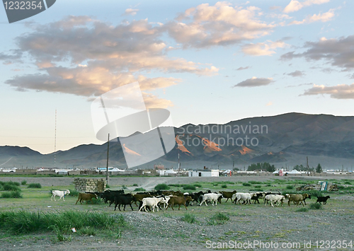 Image of Herd of goats