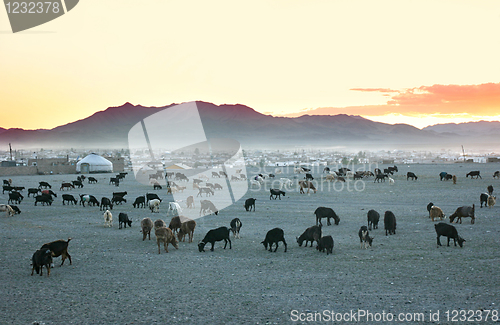 Image of Herd of goats