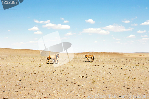 Image of Horses in the desert