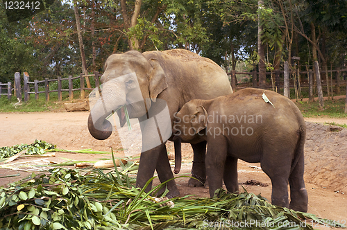 Image of Elephant family 