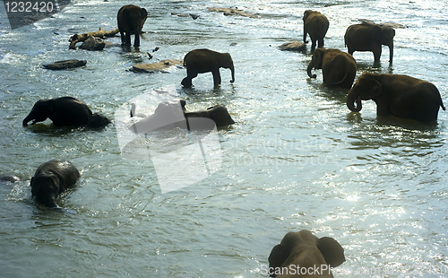 Image of Elephants bathing