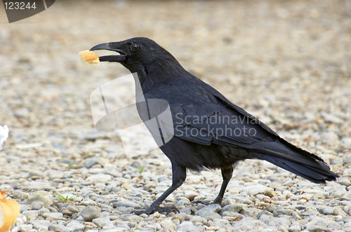 Image of Black bird