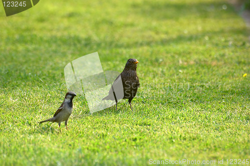 Image of Sparrow and thrush