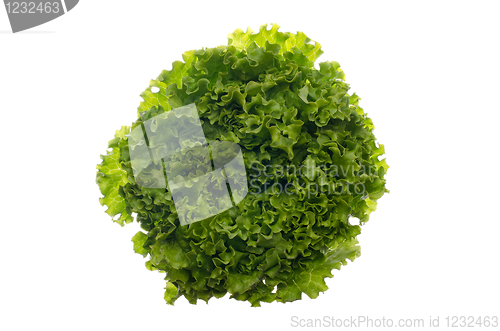 Image of Lettuce