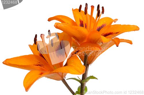 Image of Orange lilies