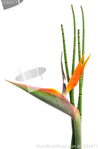 Image of Strelitzia Reginae and reed