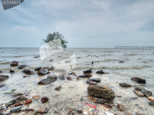 Image of Tree in the sea