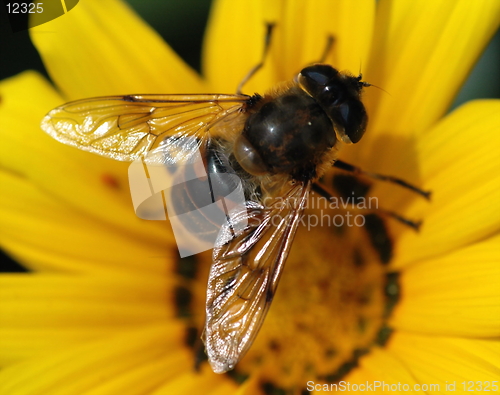 Image of fly in a yellow flower