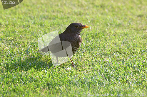 Image of Thrush