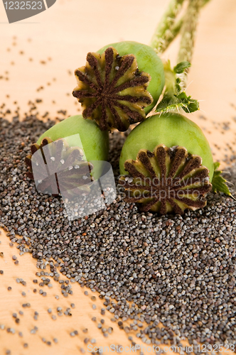 Image of Poppy seeds and poppy heads 