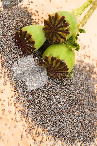 Image of Poppy seeds and poppy heads 