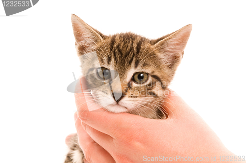 Image of Adorable young cat in woman's hand