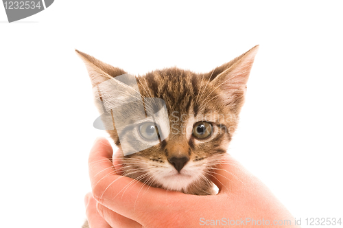 Image of Adorable young cat in woman's hand