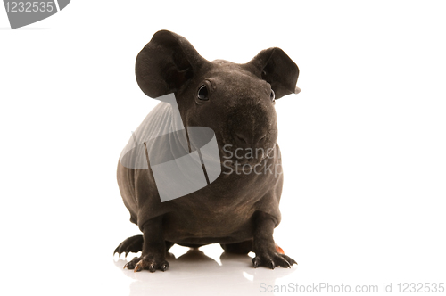 Image of skinny guinea pig