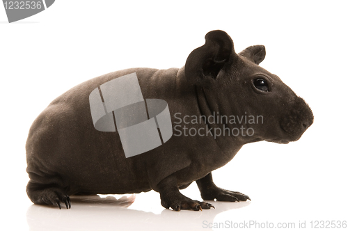 Image of skinny guinea pig