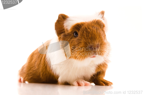 Image of baby guinea pig