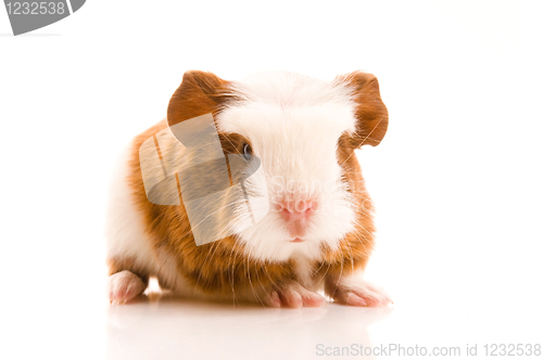 Image of baby guinea pig