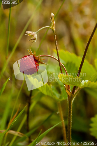 Image of Wild strawberry