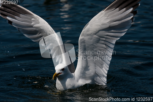 Image of Gull on water