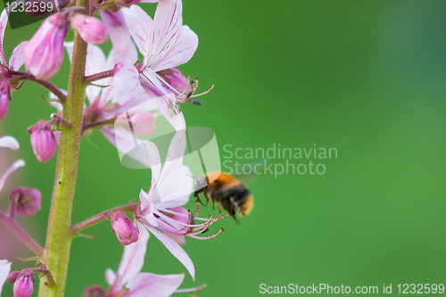 Image of Bumble bee in flight