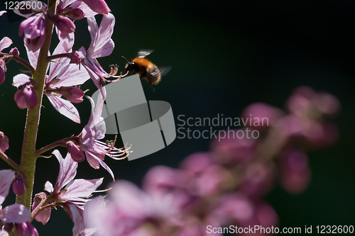 Image of Flying bumble bee