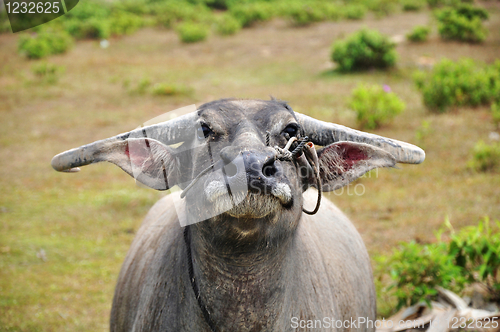 Image of Portrait of a buffalo