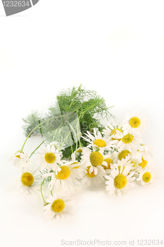 Image of Chamomile