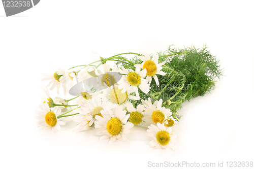 Image of Chamomile