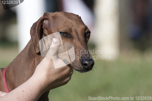 Image of Portrait of a Greyhound.