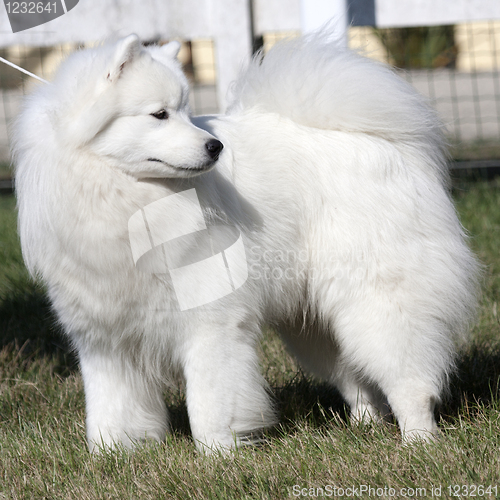 Image of Great Pyrenees dog
