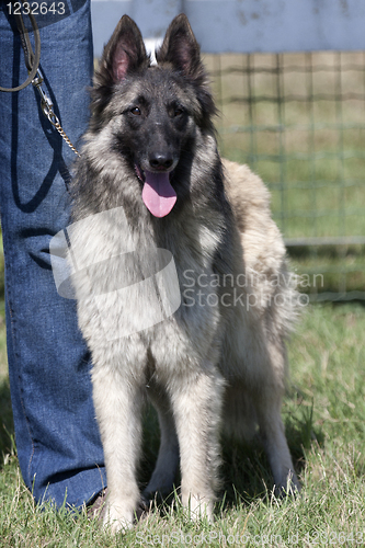 Image of Belgian Sheperd