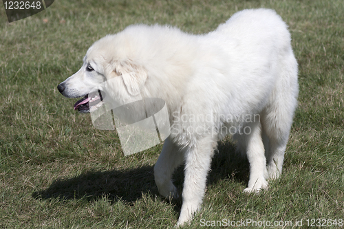 Image of Pyrenees dog.