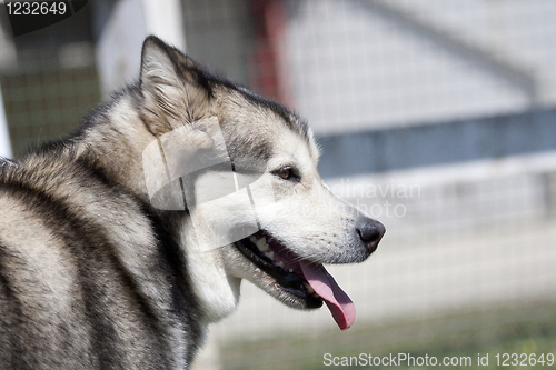 Image of Husky