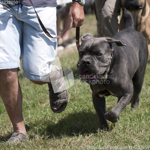 Image of Bulldog running