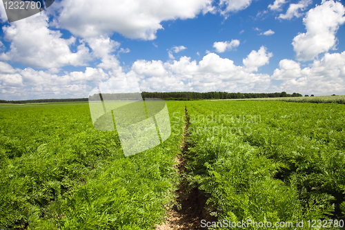 Image of Carrot field
