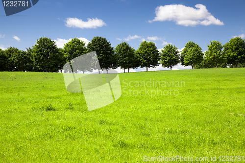 Image of Trees growing in the field