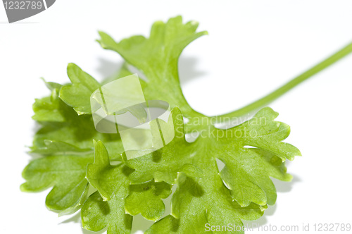 Image of Parsley