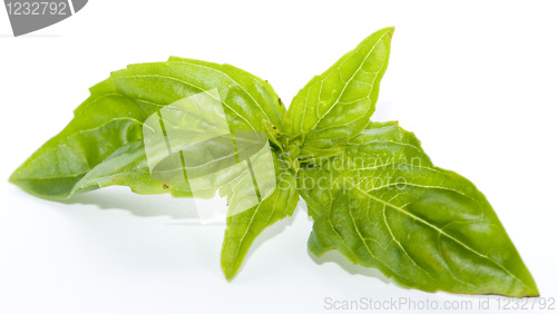 Image of Basil