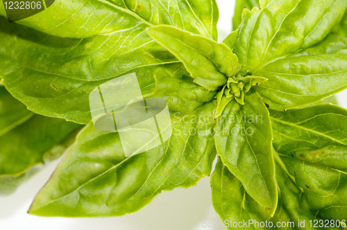 Image of Basil
