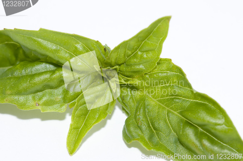 Image of Basil