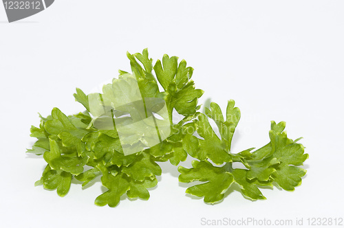 Image of Parsley