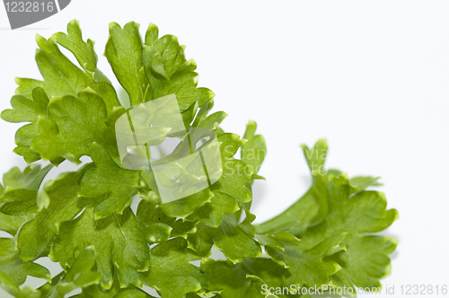 Image of Parsley