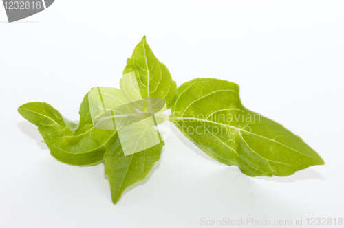 Image of Lemon basil