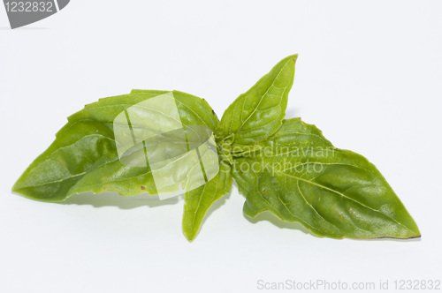 Image of Basil