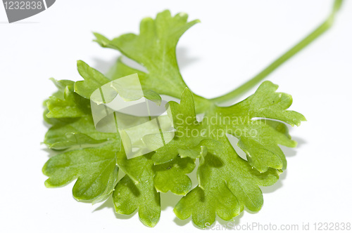 Image of Parsley