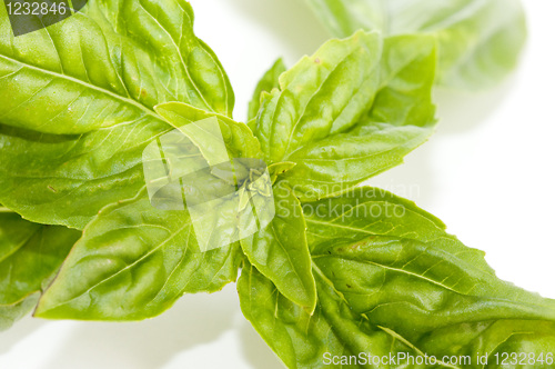 Image of Basil